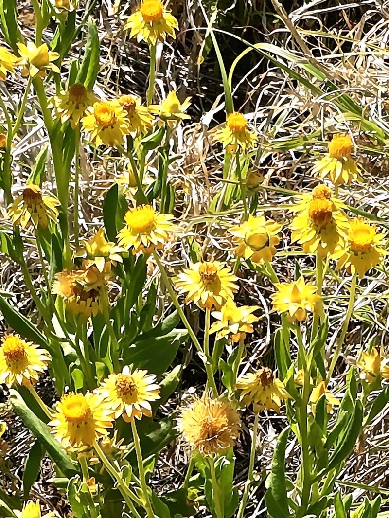 Xerochrysum interiore photo 5