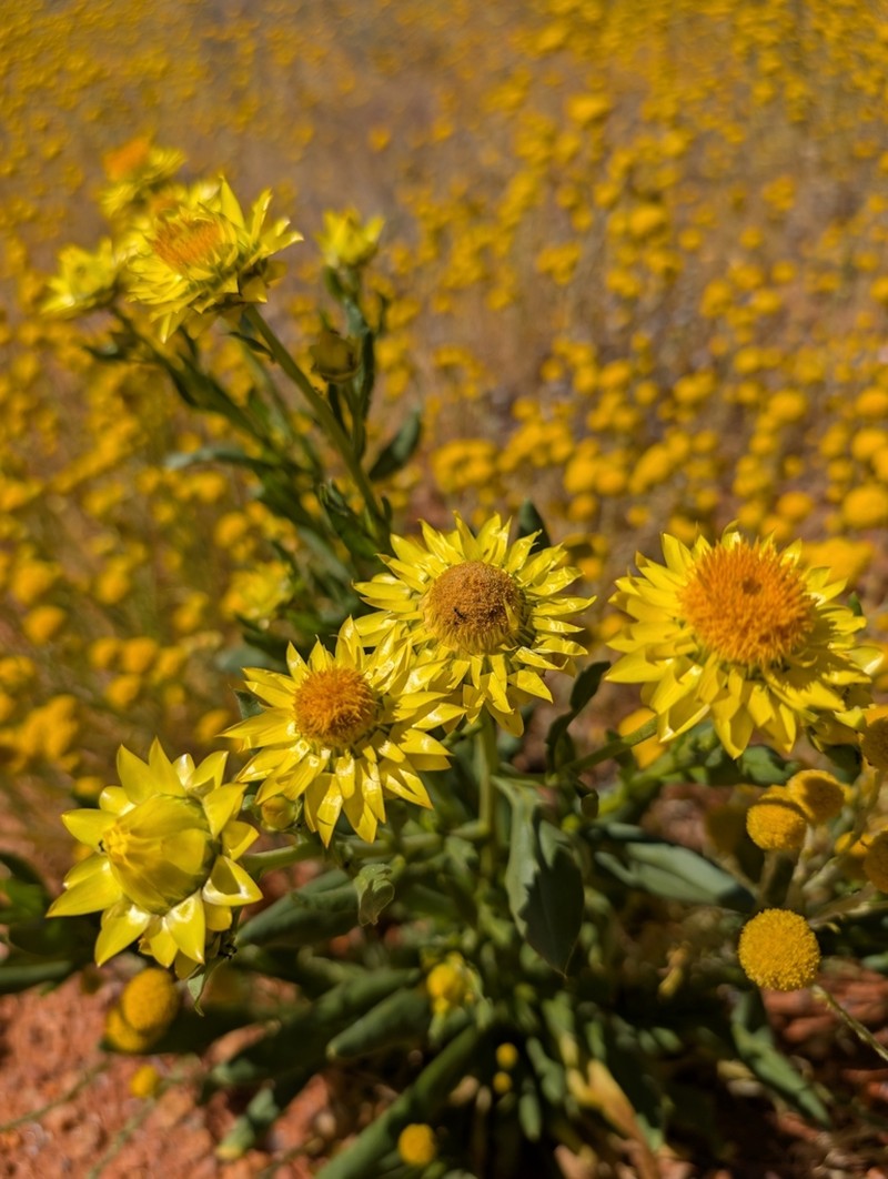 Xerochrysum interiore photo 6