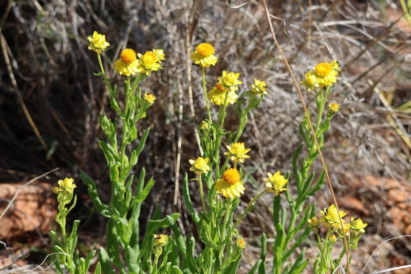 Xerochrysum interiore photo 7