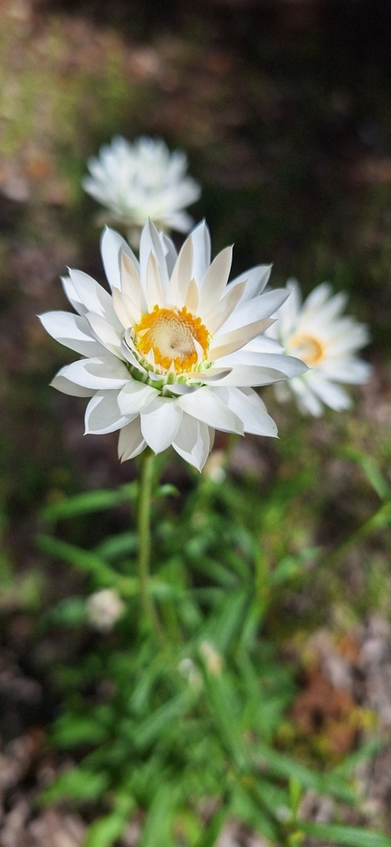 Xerochrysum macranthum