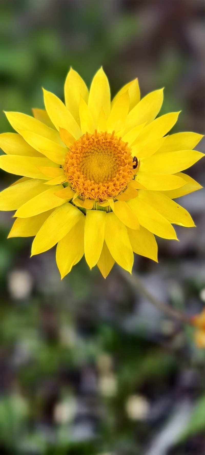 Xerochrysum macranthum photo 3