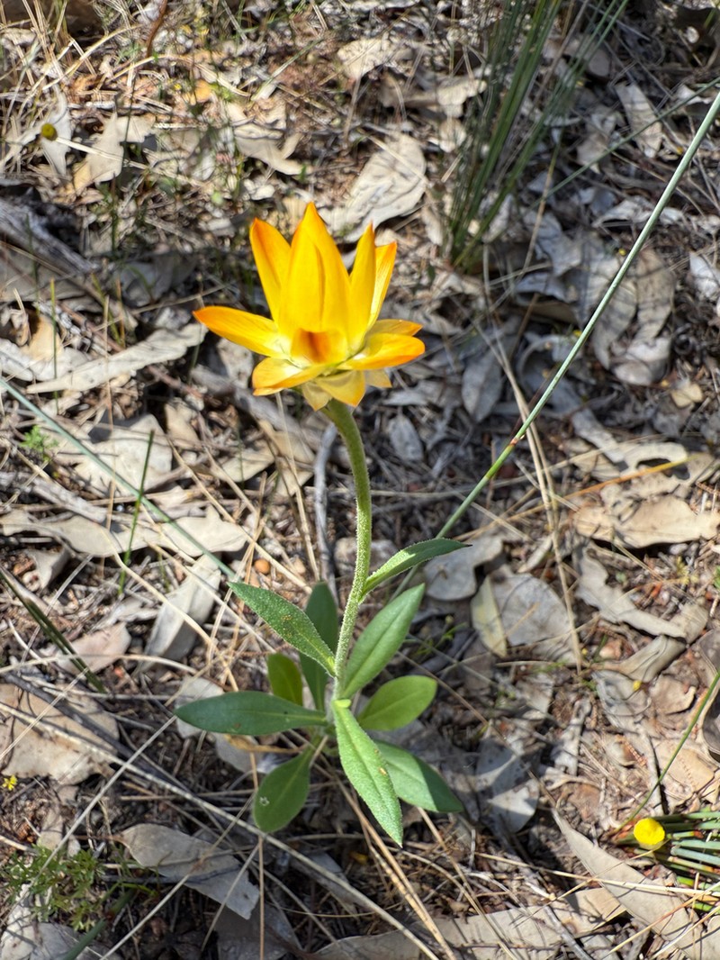 Xerochrysum macranthum photo 4