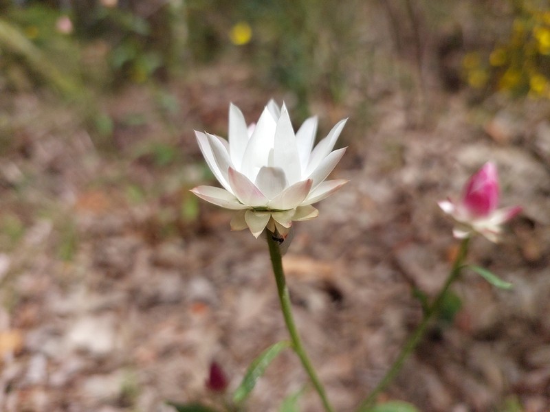 Xerochrysum macranthum photo 5
