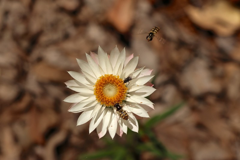 Xerochrysum macranthum photo 6
