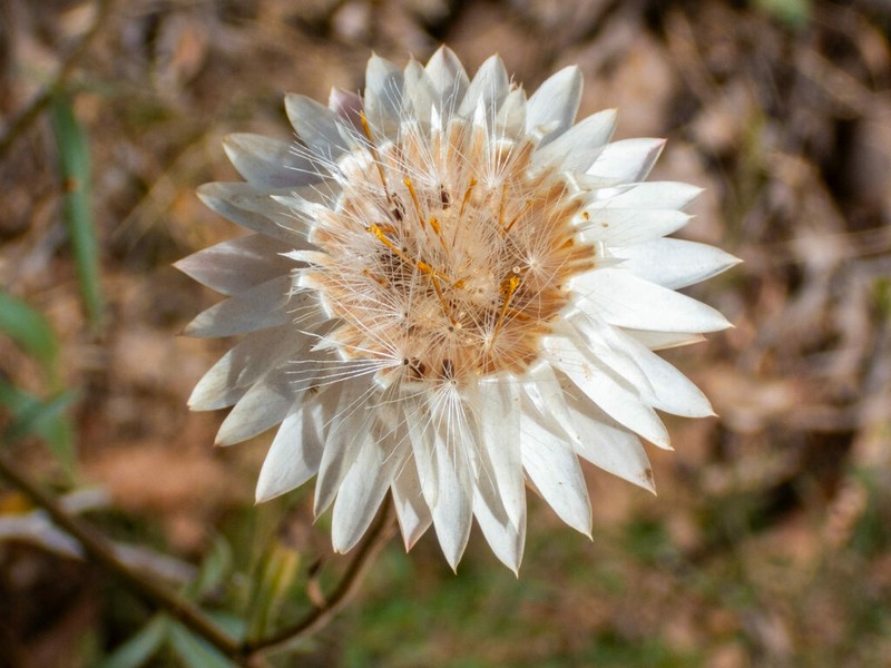 Xerochrysum macranthum photo 7