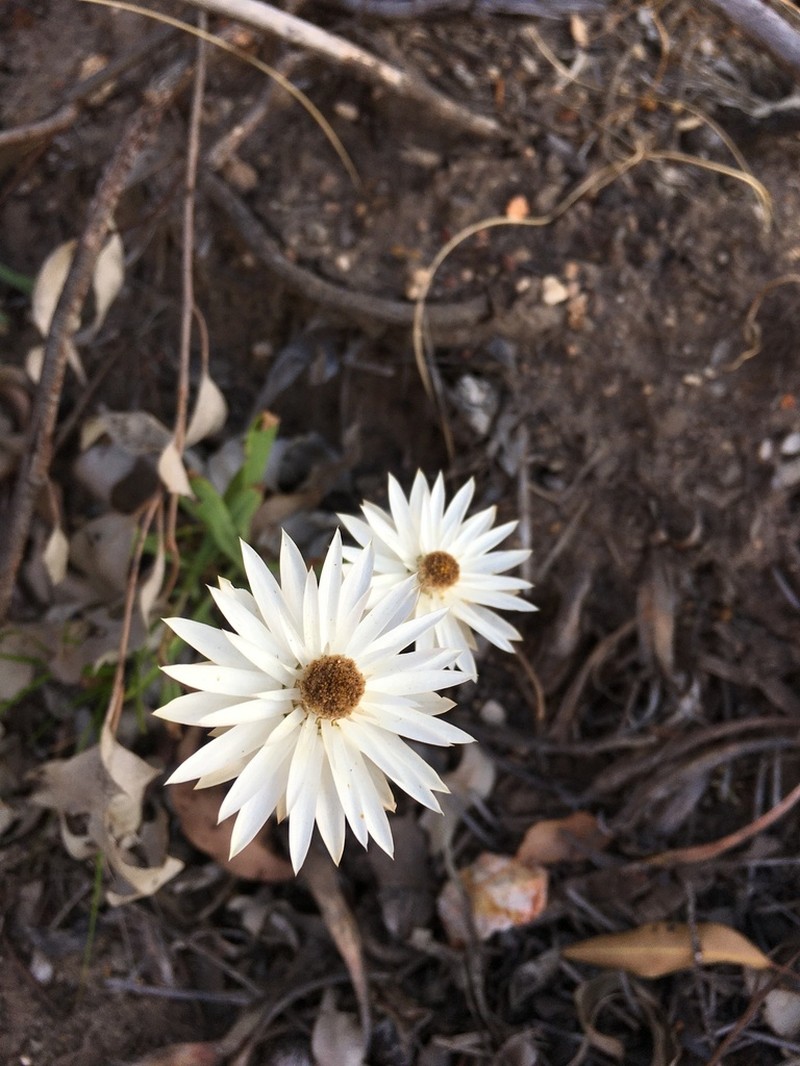 Xerochrysum macranthum photo 8