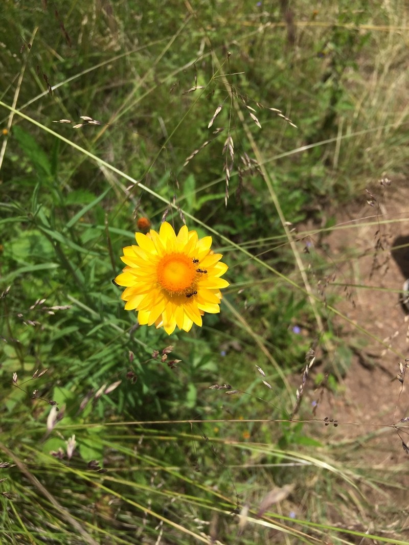 Xerochrysum macsweeneyorum photo 2