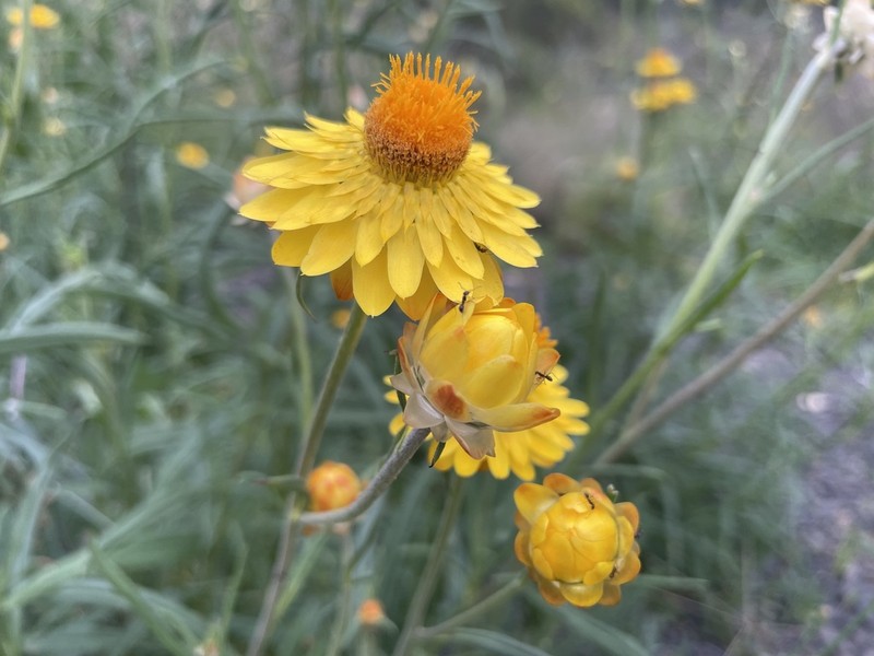 Xerochrysum macsweeneyorum photo 3