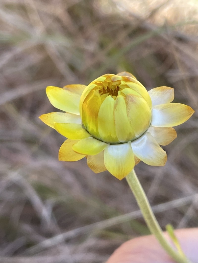 Xerochrysum macsweeneyorum photo 4