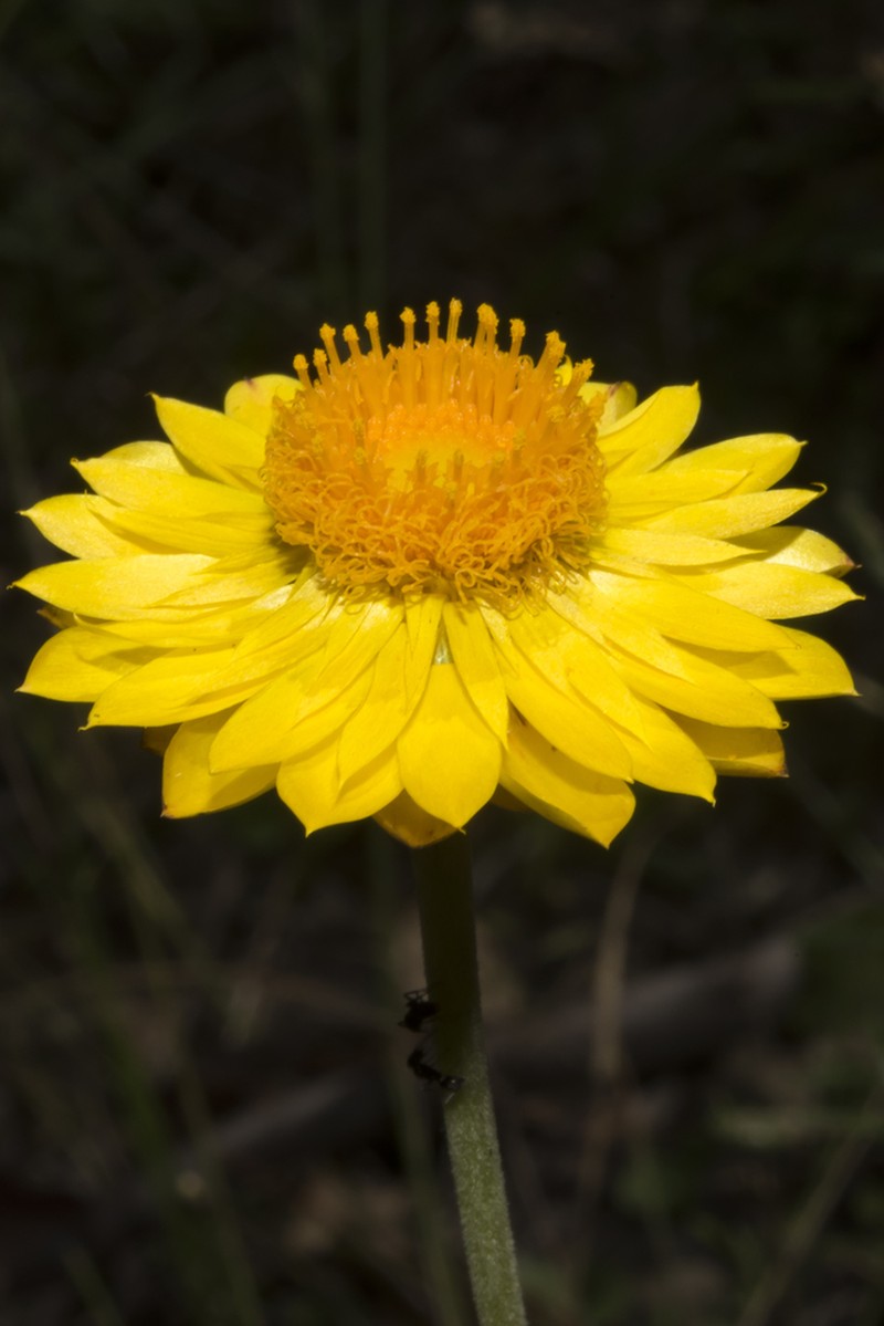 Xerochrysum macsweeneyorum photo 5
