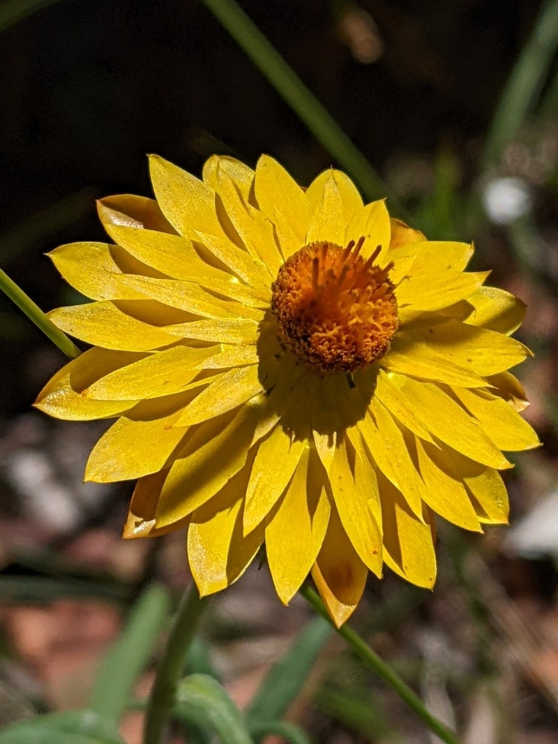Xerochrysum macsweeneyorum photo 6