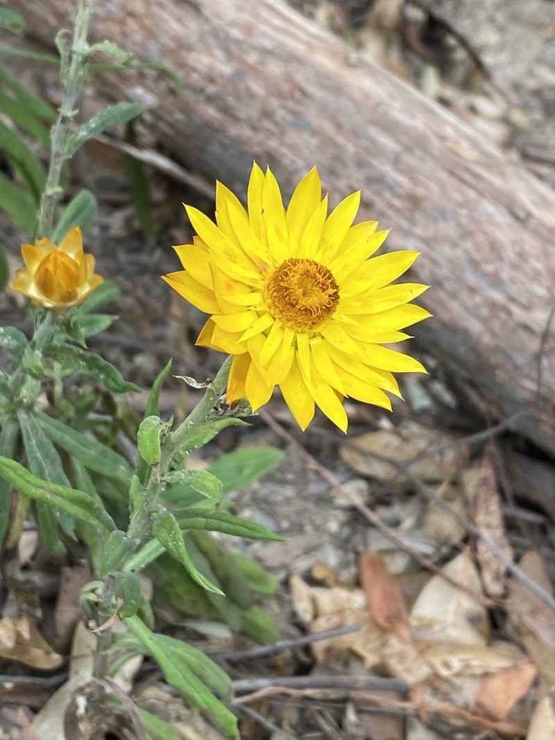 Xerochrysum macsweeneyorum photo 7