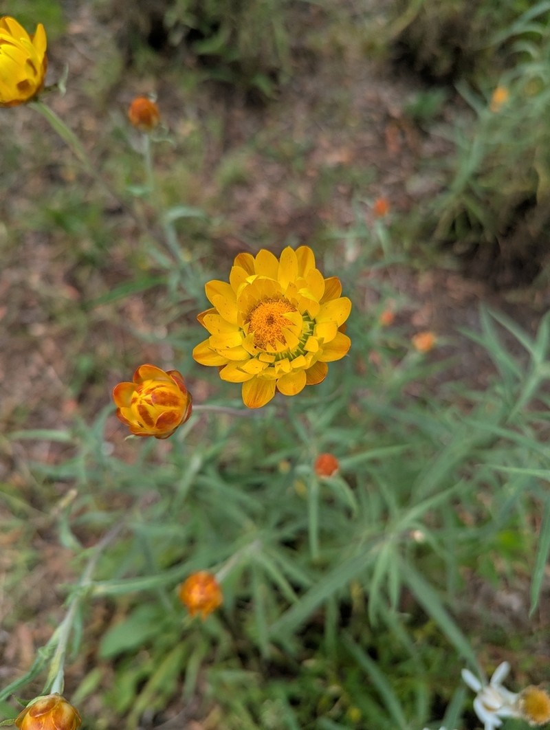 Xerochrysum macsweeneyorum photo 8