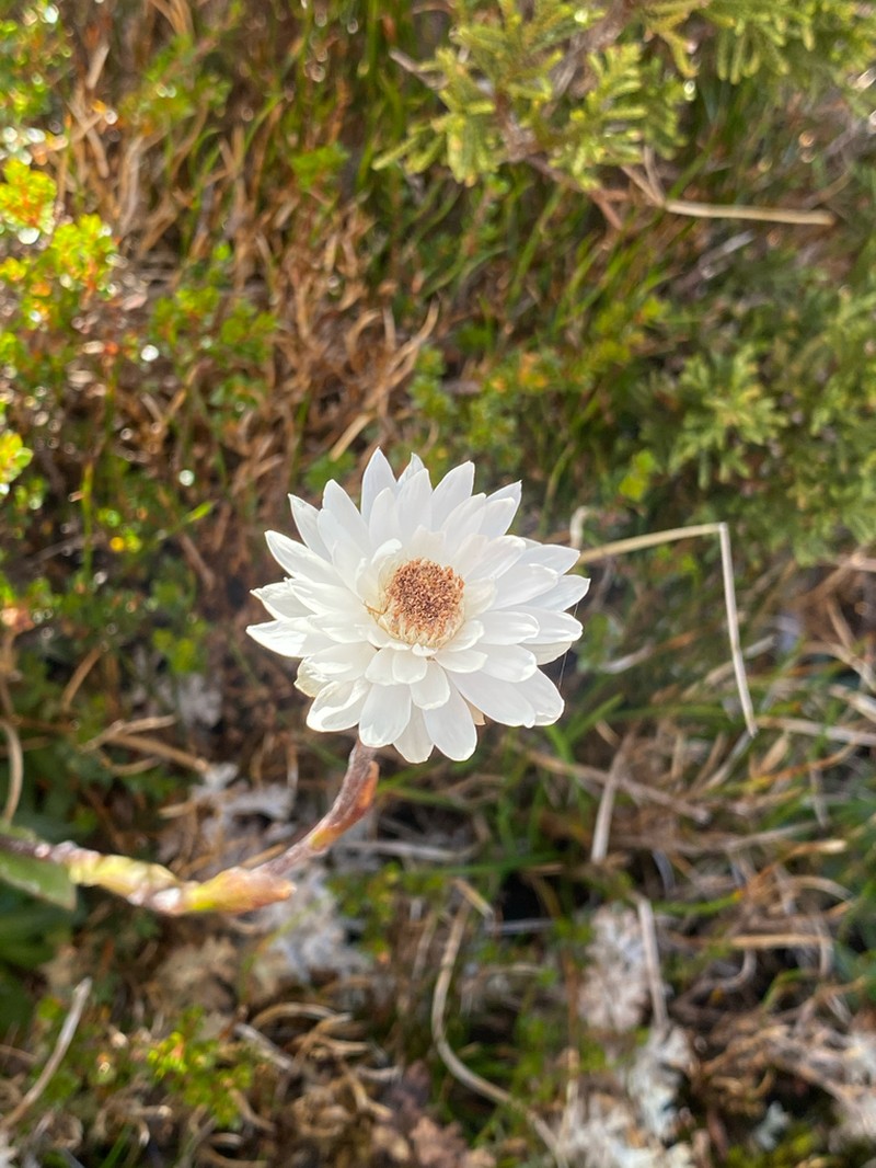 Xerochrysum milliganii photo 2
