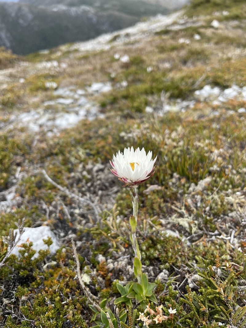 Xerochrysum milliganii photo 3