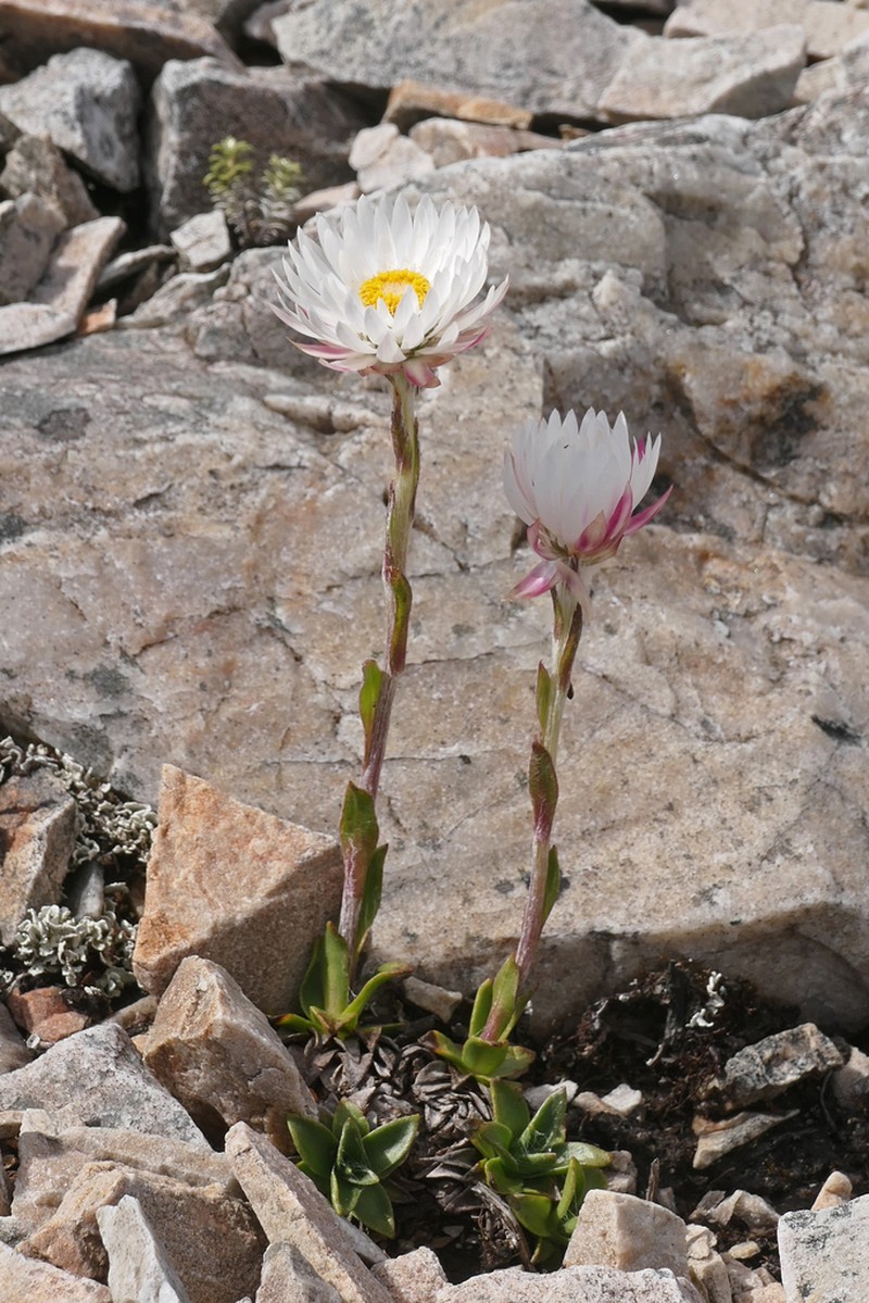 Xerochrysum milliganii photo 4
