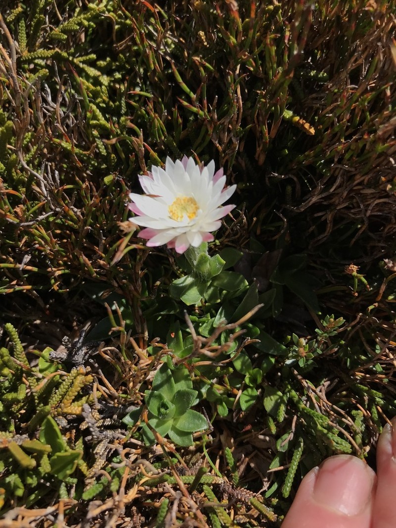 Xerochrysum milliganii photo 5