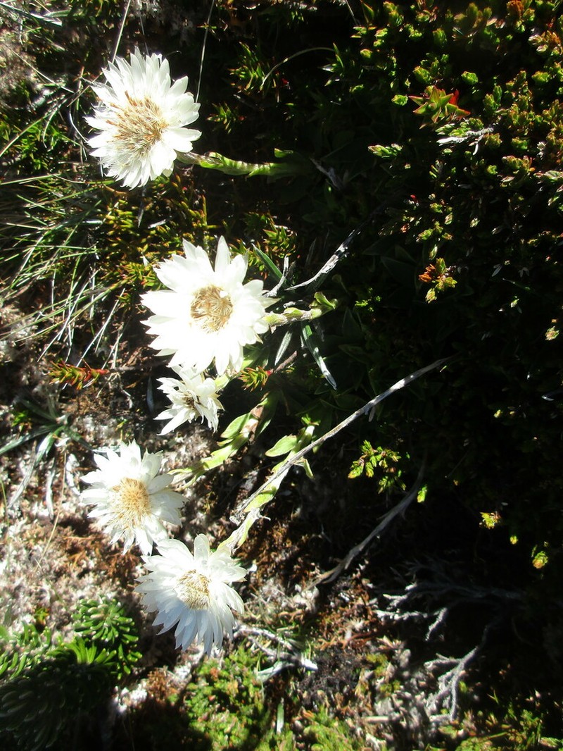 Xerochrysum milliganii photo 6