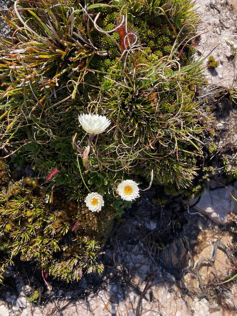 Xerochrysum milliganii photo 7