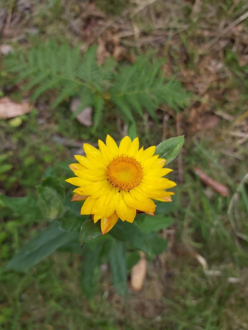 Xerochrysum murapan