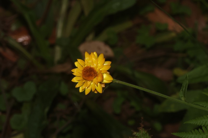 Xerochrysum murapan photo 2
