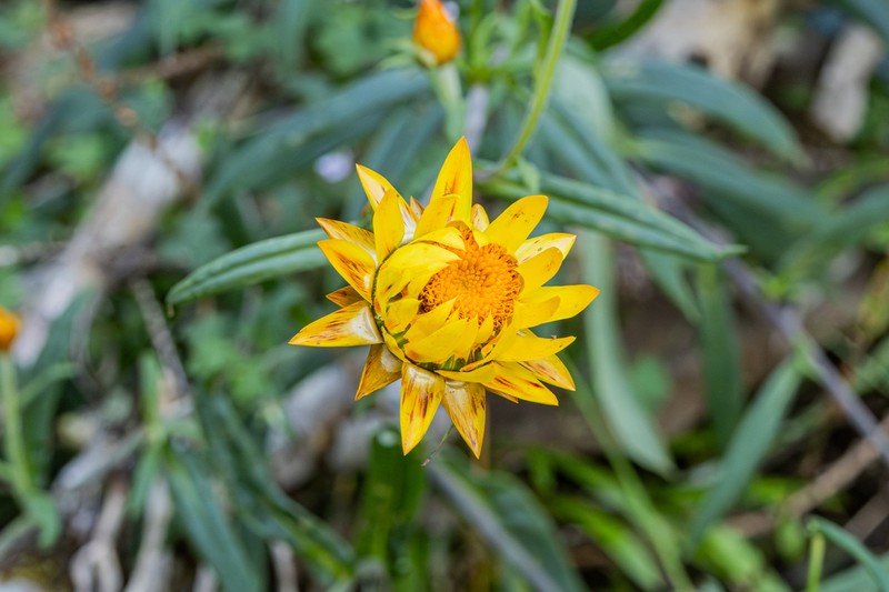 Xerochrysum murapan photo 3
