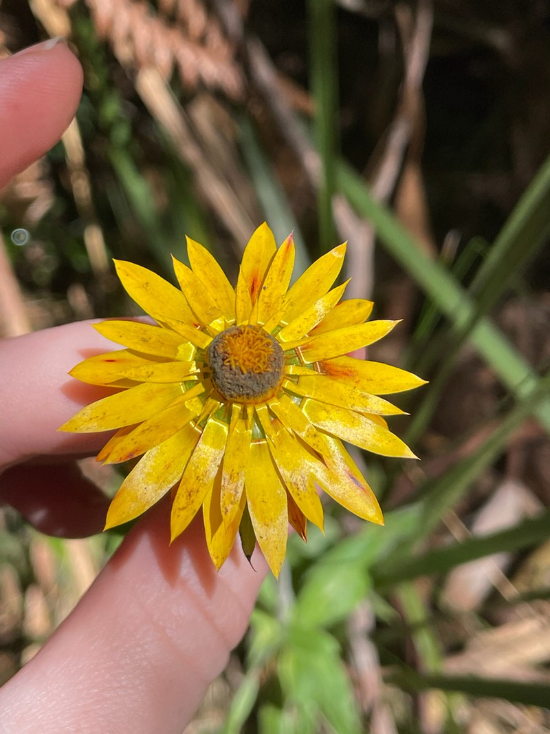 Xerochrysum murapan photo 4