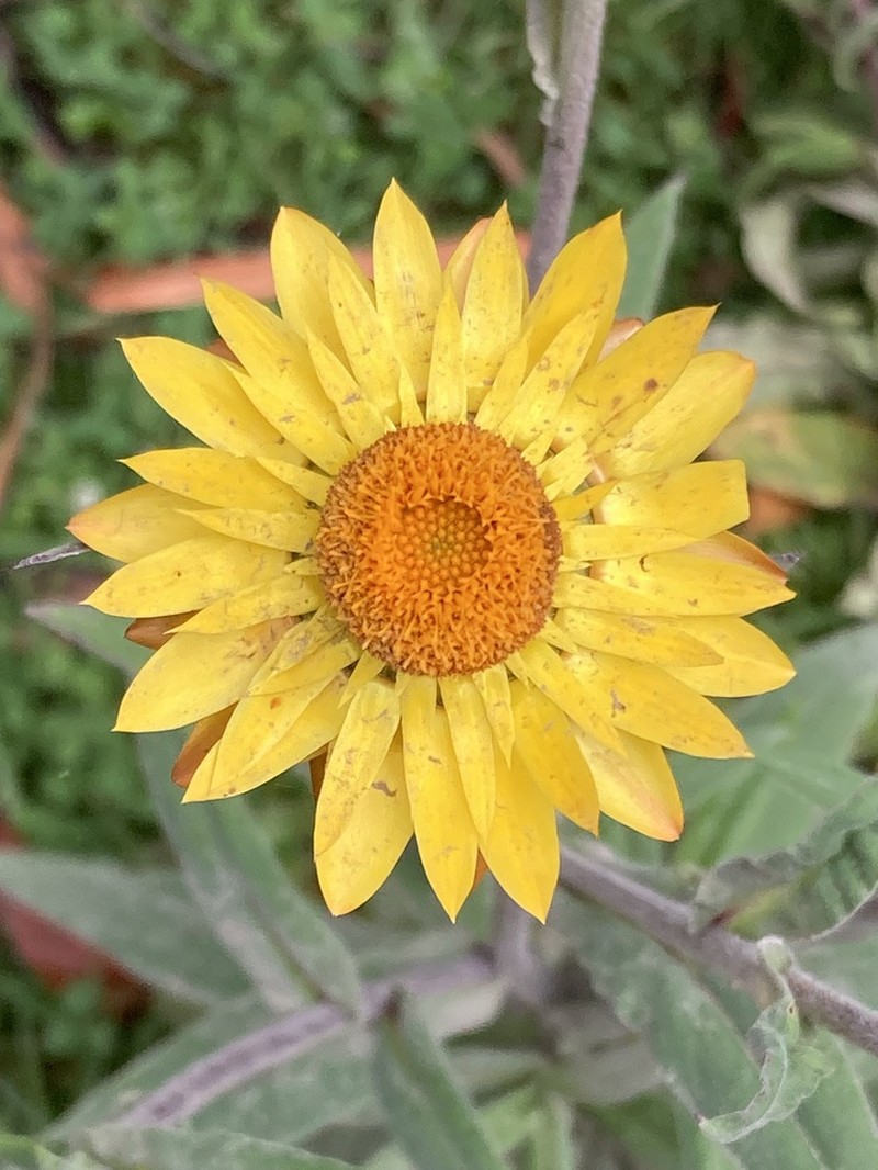 Xerochrysum murapan photo 5