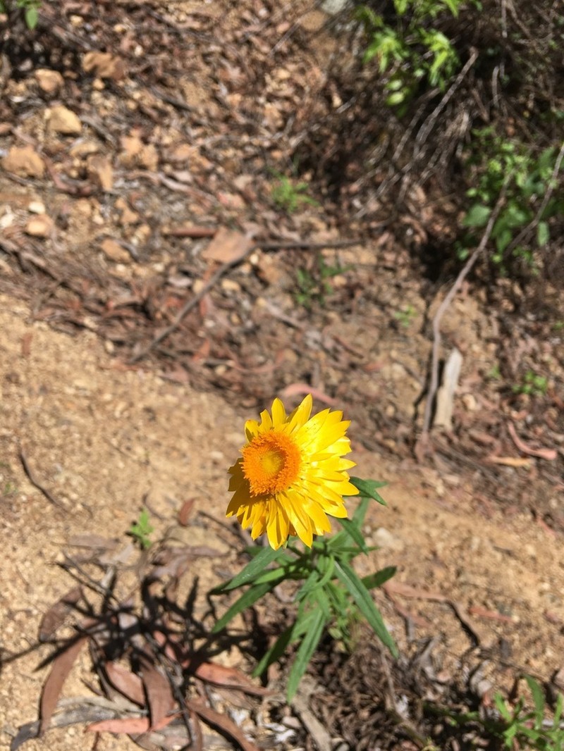 Xerochrysum murapan photo 6