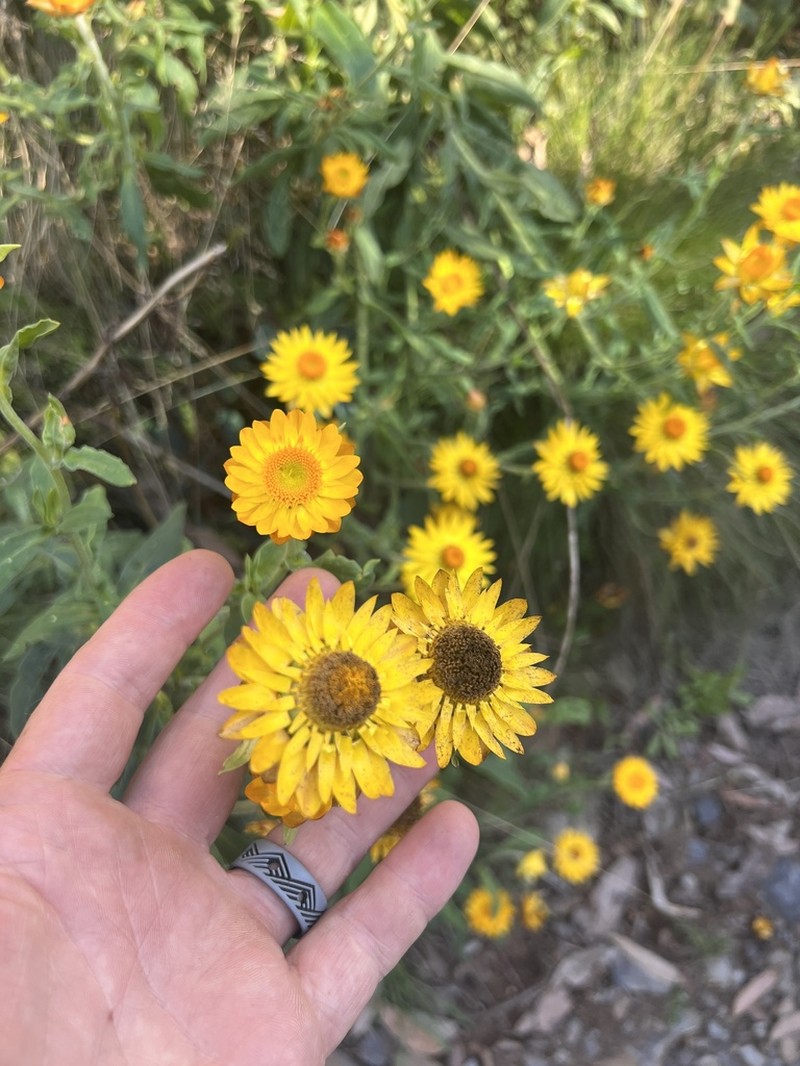 Xerochrysum murapan photo 7