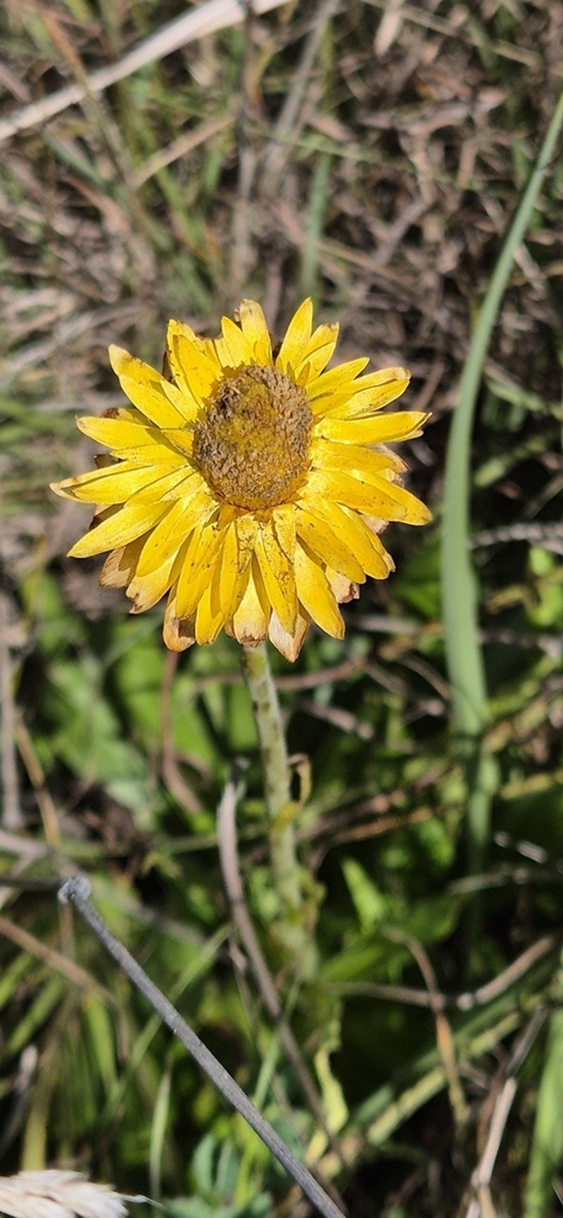 Xerochrysum neoanglicum