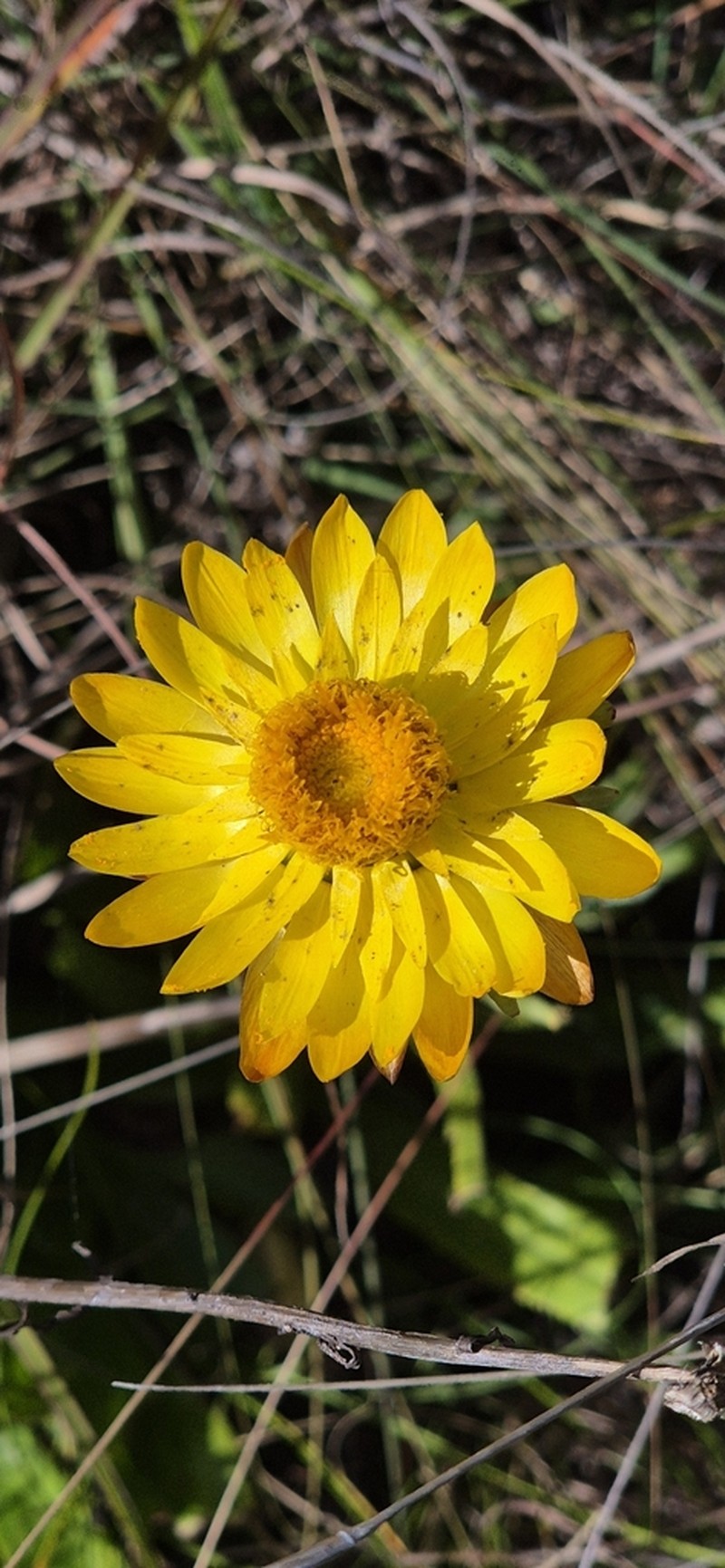 Xerochrysum neoanglicum photo 2