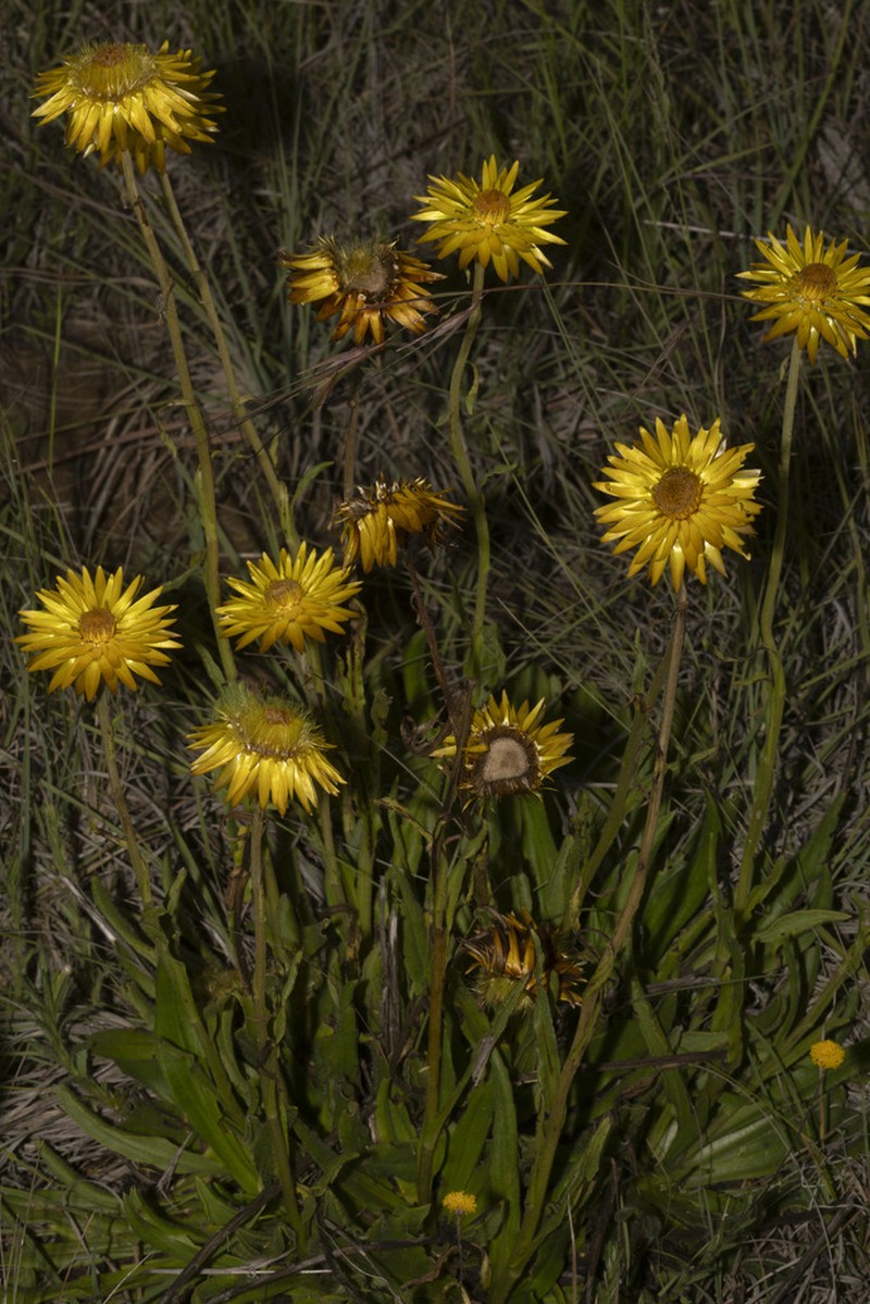 Xerochrysum neoanglicum photo 3
