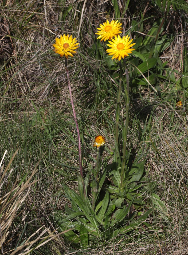 Xerochrysum neoanglicum photo 4