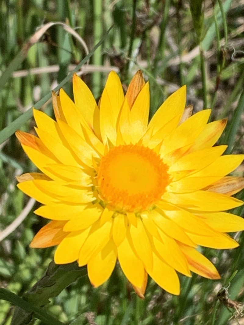 Xerochrysum neoanglicum photo 8