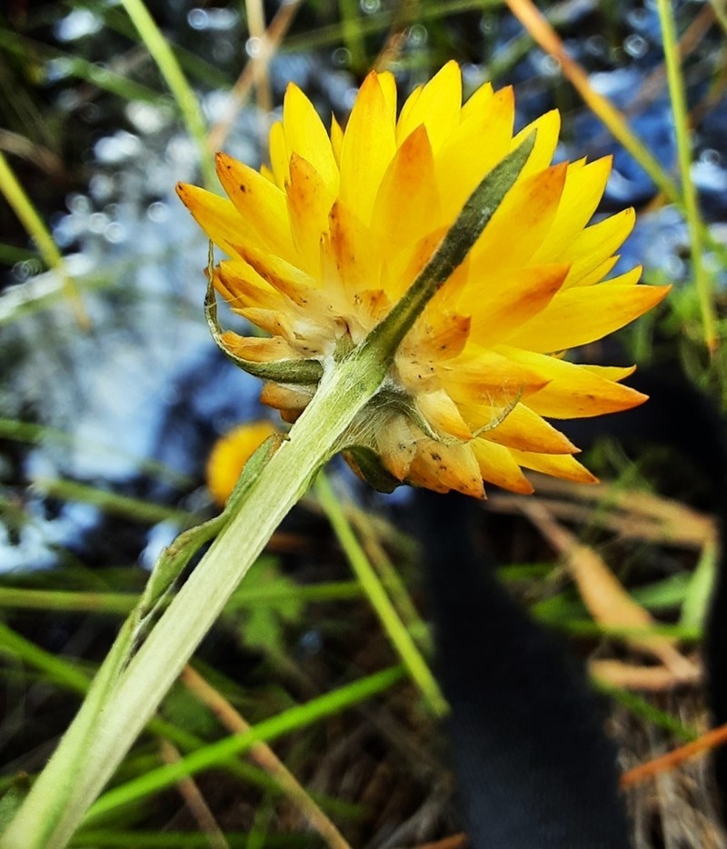 Xerochrysum palustre photo 2