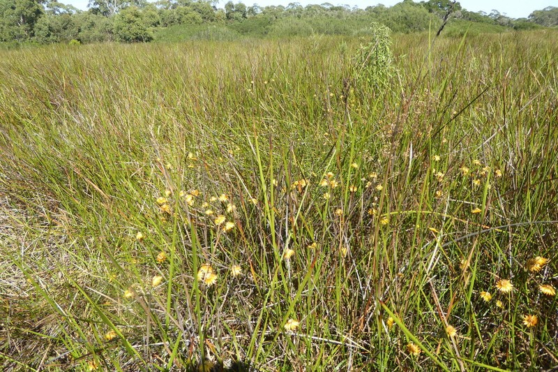 Xerochrysum palustre photo 3