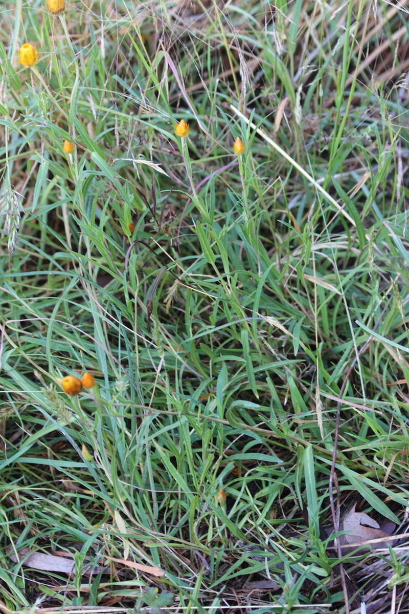 Xerochrysum palustre photo 5