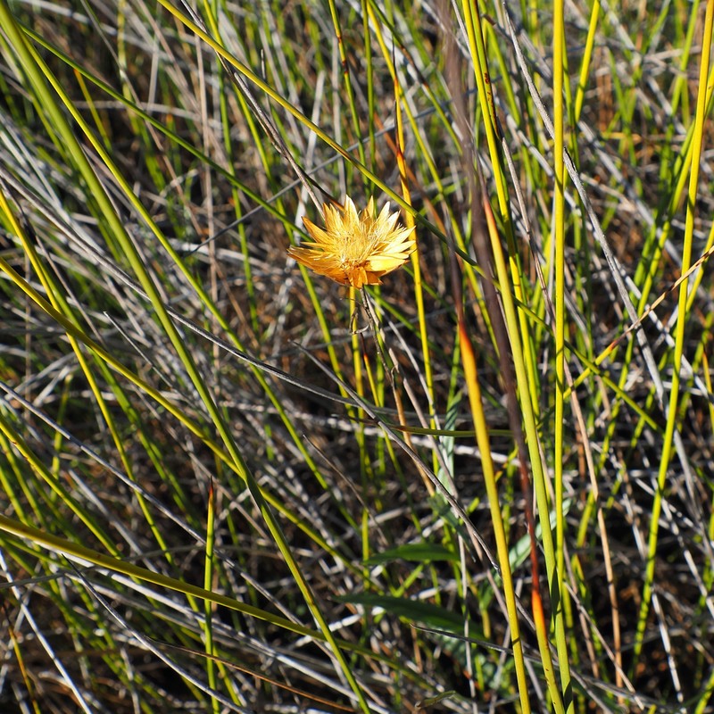 Xerochrysum palustre photo 6