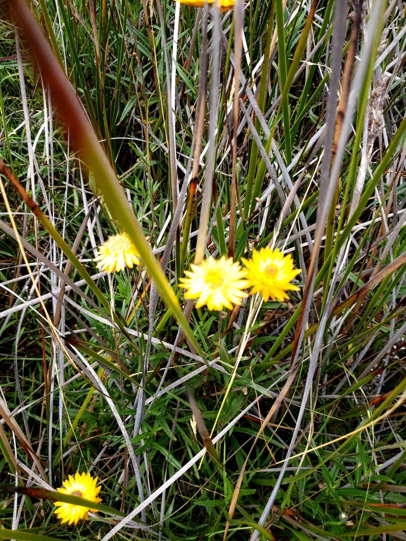 Xerochrysum palustre photo 7