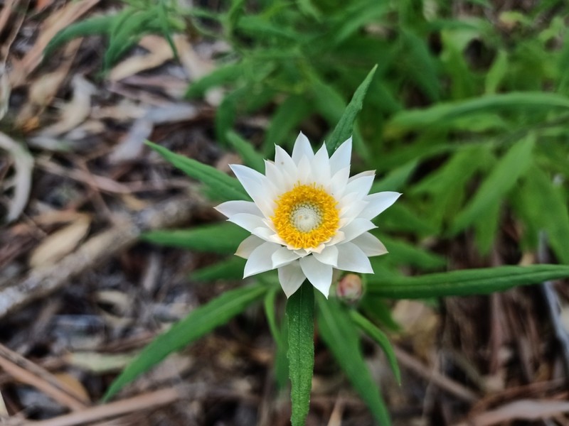 Xerochrysum papillosum photo 2