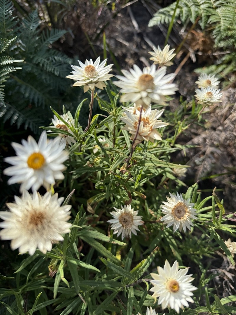 Xerochrysum papillosum photo 3