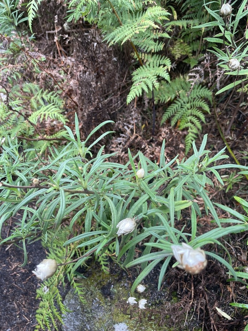Xerochrysum papillosum photo 4