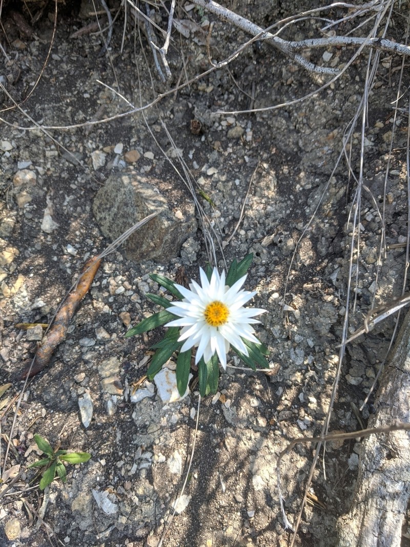 Xerochrysum papillosum photo 5