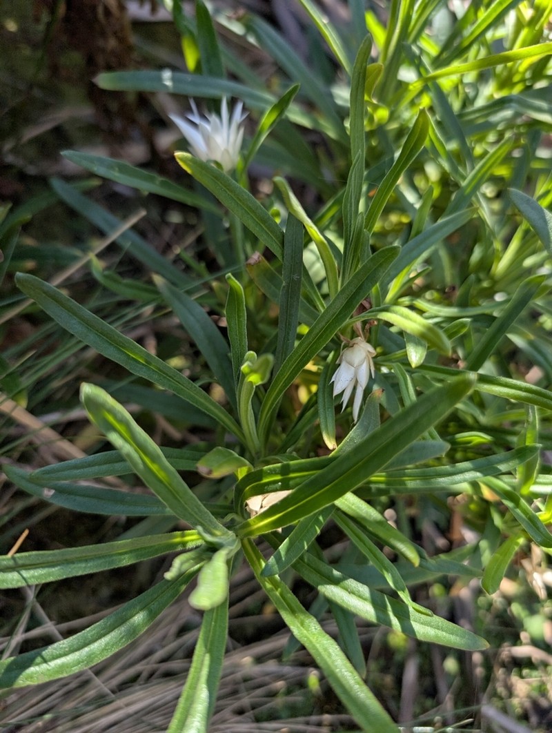 Xerochrysum papillosum photo 6