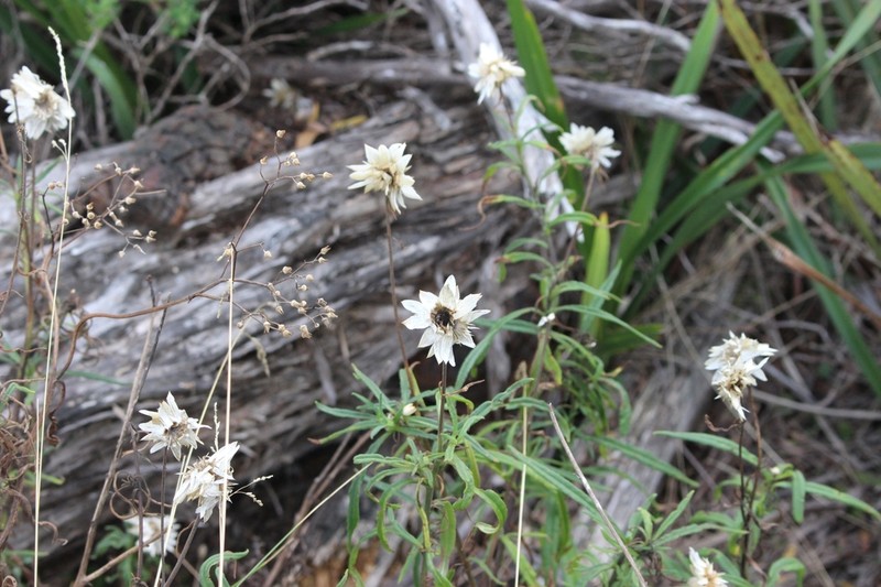 Xerochrysum papillosum photo 7