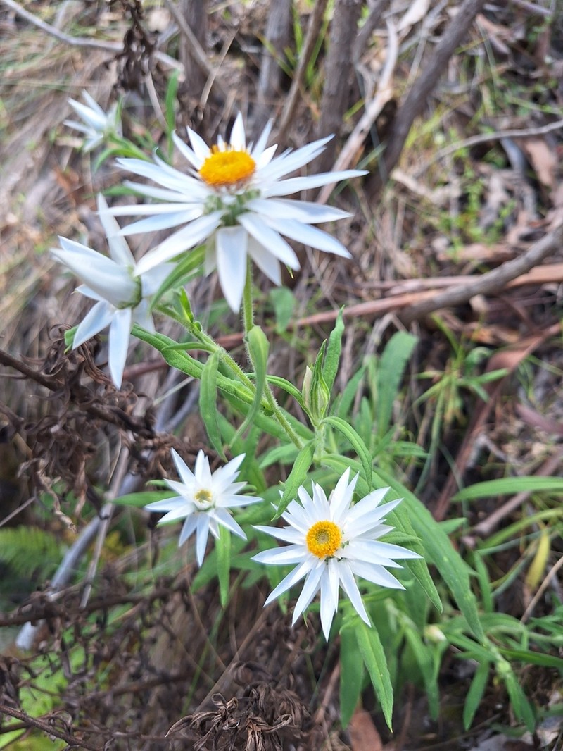 Xerochrysum papillosum photo 8