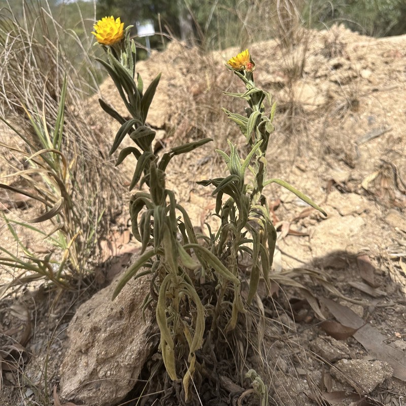 Xerochrysum strictum