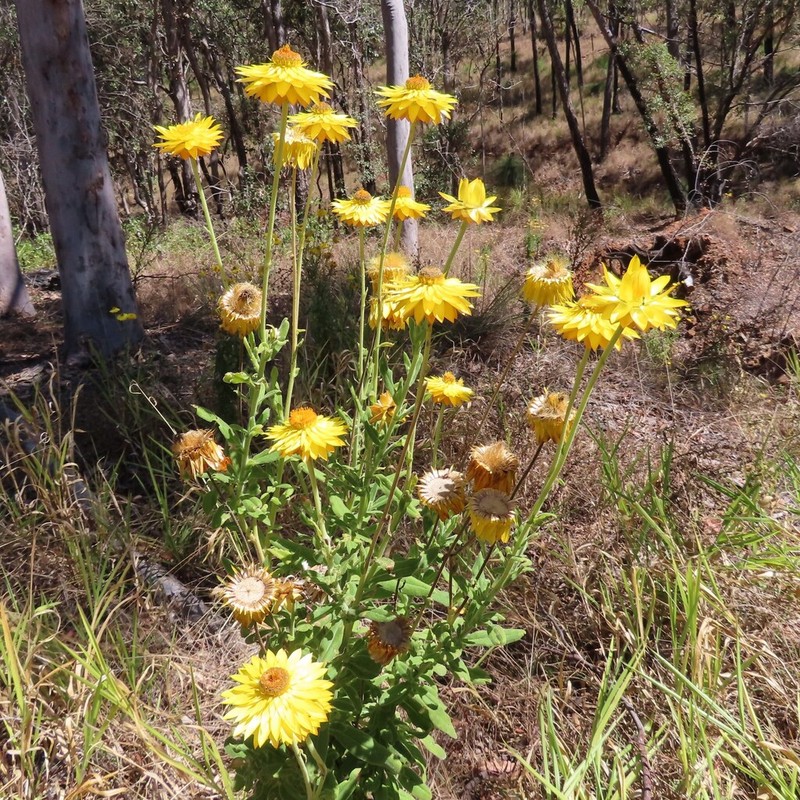Xerochrysum strictum photo 2