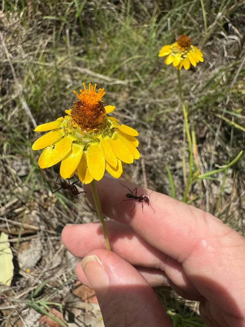 Xerochrysum strictum photo 3